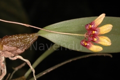 Bulbophyllum fischeri